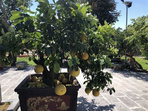 Grapefruit fa és gyümölcse