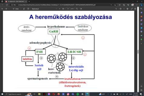 A laktáció hormonális szabályozása