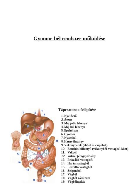 A gyomor-bélrendszer illusztrációja