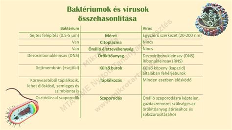 Baktériumok és vírusok mikroszkóppal