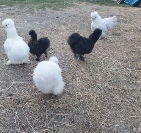 Jófogás hirdetések kirakati babákról