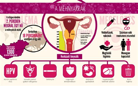 méhkürtök és méhnyak anatómiai ábrája