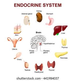 Endokrin rendszer és hormonok