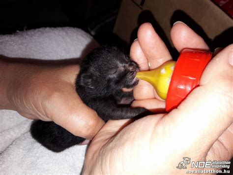 újszülött kutyakölykök cumisüvegből táplálva