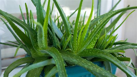 Aloe Vera növény otthon