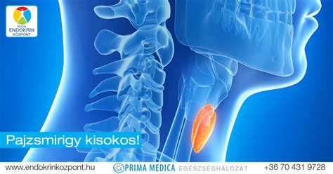 pajzsmirigy és mellékvese