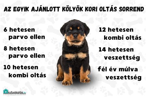 Kölyökkutya oltási könyvvel