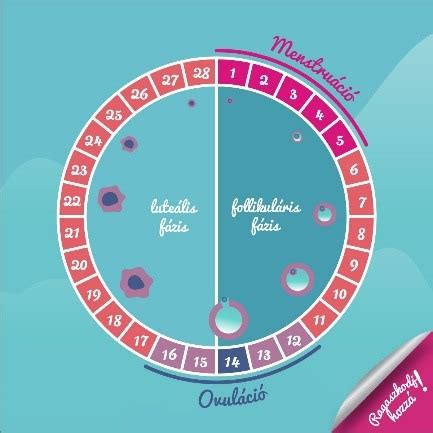 Ovulációs naptár és testhőmérséklet mérése