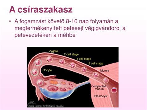 A megtermékenyített petesejt fejlődése