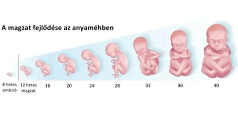 A magzat fejlődése 3. trimeszterben