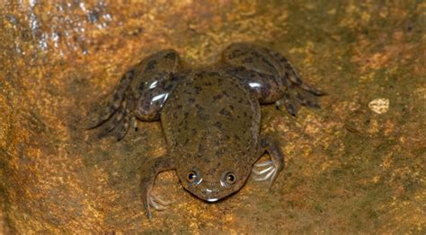 Dél-afrikai karmosbéka