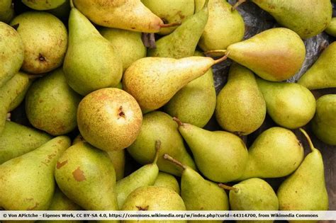 különböző körtefajták