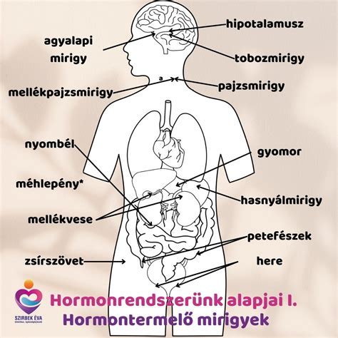 A női hormonrendszer és az inzulinrezisztencia kapcsolata
