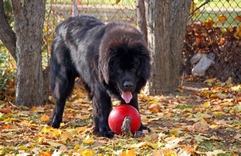 Nagytestű kutyafajták etetése