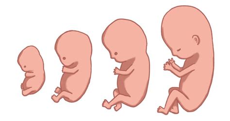 magzat növekedés görbéje