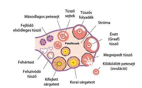 A petesejt beágyazódása a méh falába