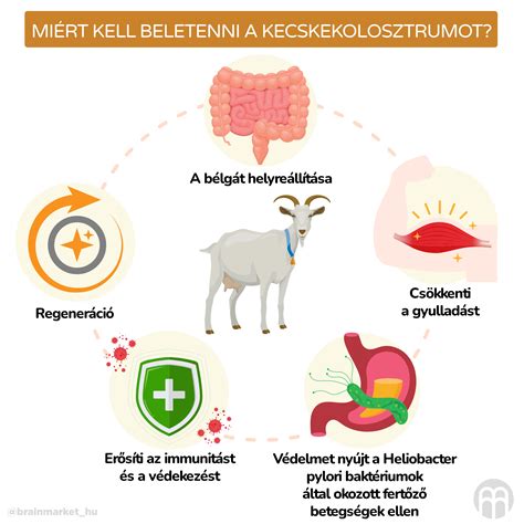Kolosztrum fontossága az újszülött bárányoknál