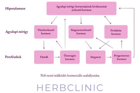 Női hormonrendszer és a ciklusok