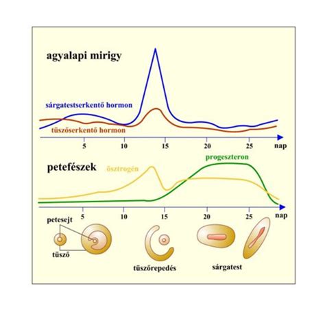 Ovulációs ciklus diagramja