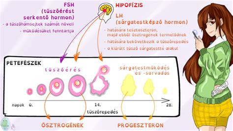 Petefészek tüszőkkel