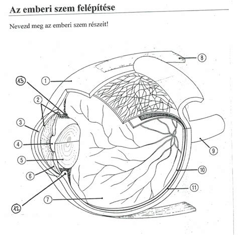 Újszülött bőrének felépítése
