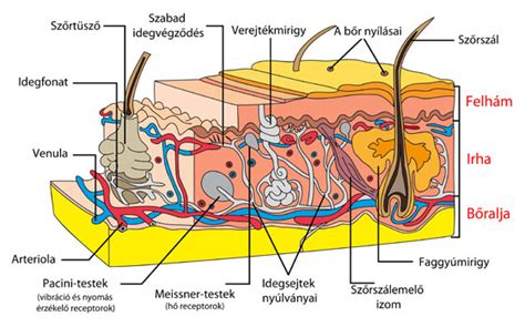 Anatómiai metszet a hasfal rétegeiről