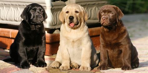 Labrador retriever kölyök fejlődési görbéje