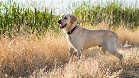 Labrador retriever futás közben