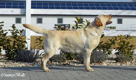 Labrador Retriever felnőtt súlya és magassága