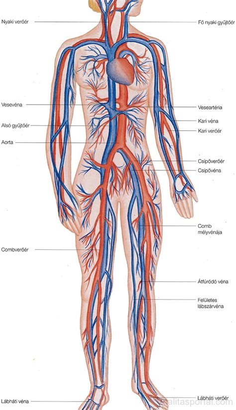 Szív és érrendszer terhesség alatt