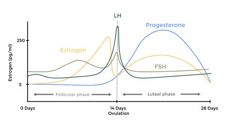 LH hormon szint változása az ovuláció során