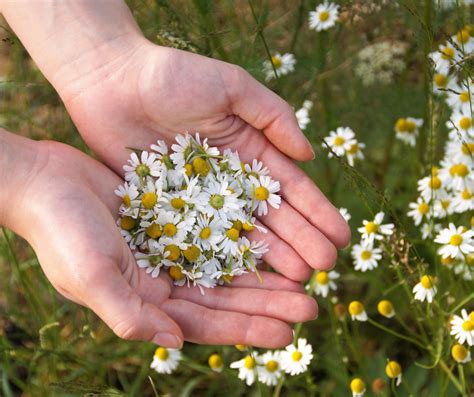 bio kamillavirágzat