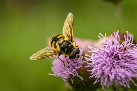 mesterséges méh kutatások
