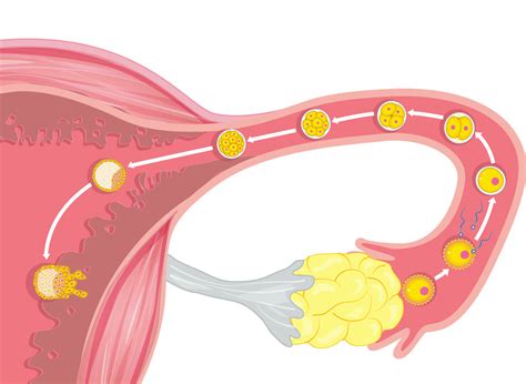 A petesejt útja a méhig és a beágyazódás folyamata