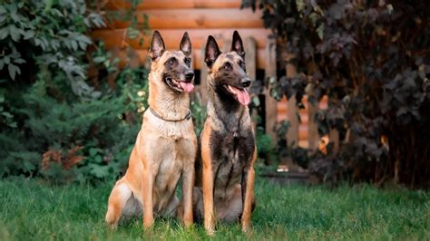 Németjuhász kutya ellés