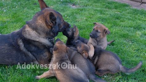 Újszülött németjuhász kölykök