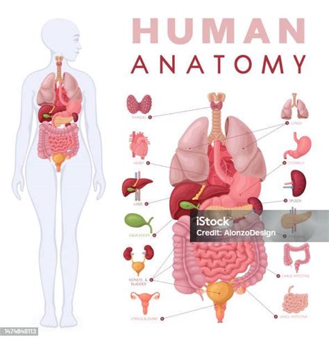Női test anatómia és mérések
