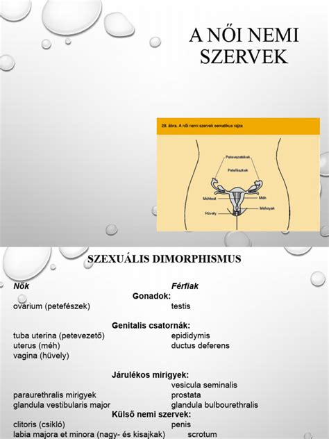 Anatómiai rajz a női nemi szervekről, kiemelve a Bartholin-mirigy helyét