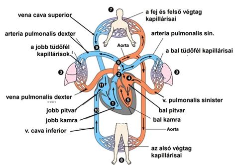 szív anatómia és elektromos vezetési rendszer