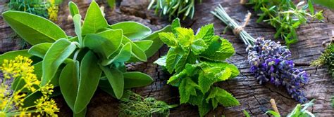 Veszélyes gyógynövények terhesség alatt