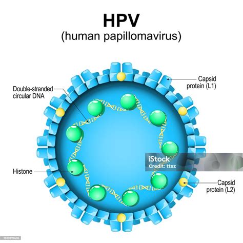 HPV vírus ábrázolása