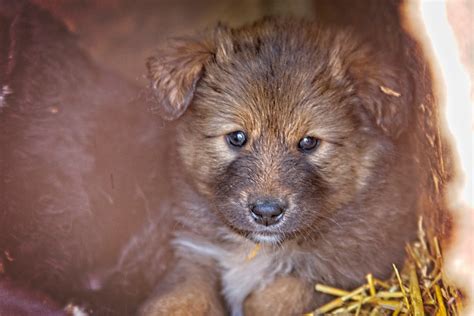 Újszülött kutyák az anyjukkal