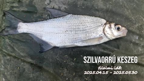 Keszeg Karcsi Kölyökstrandja