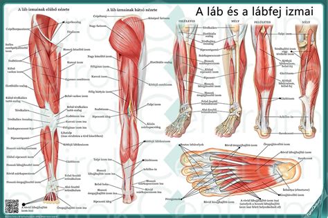 Infografika az emberi test felépítéséről
