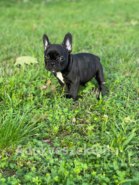 Francia bulldog kölyök játékosan