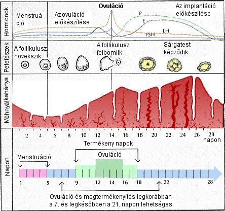 illusztráció a női menstruációs ciklus főbb szakaszairól