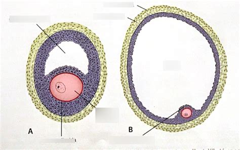 diagram a petefészek működéséről és a tüsző fejlődéséről