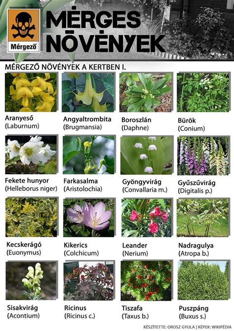 mérgező növények