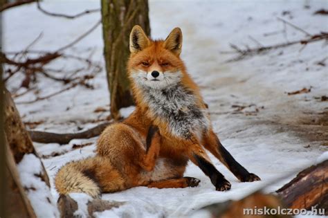 Vörös róka elterjedési területe