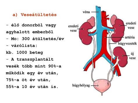 Az emberi vizelet kiválasztó rendszere